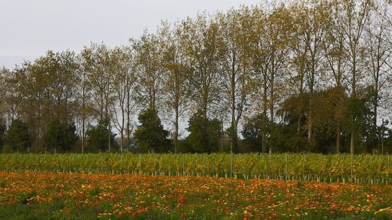 25947 00c1e2810377 768x432